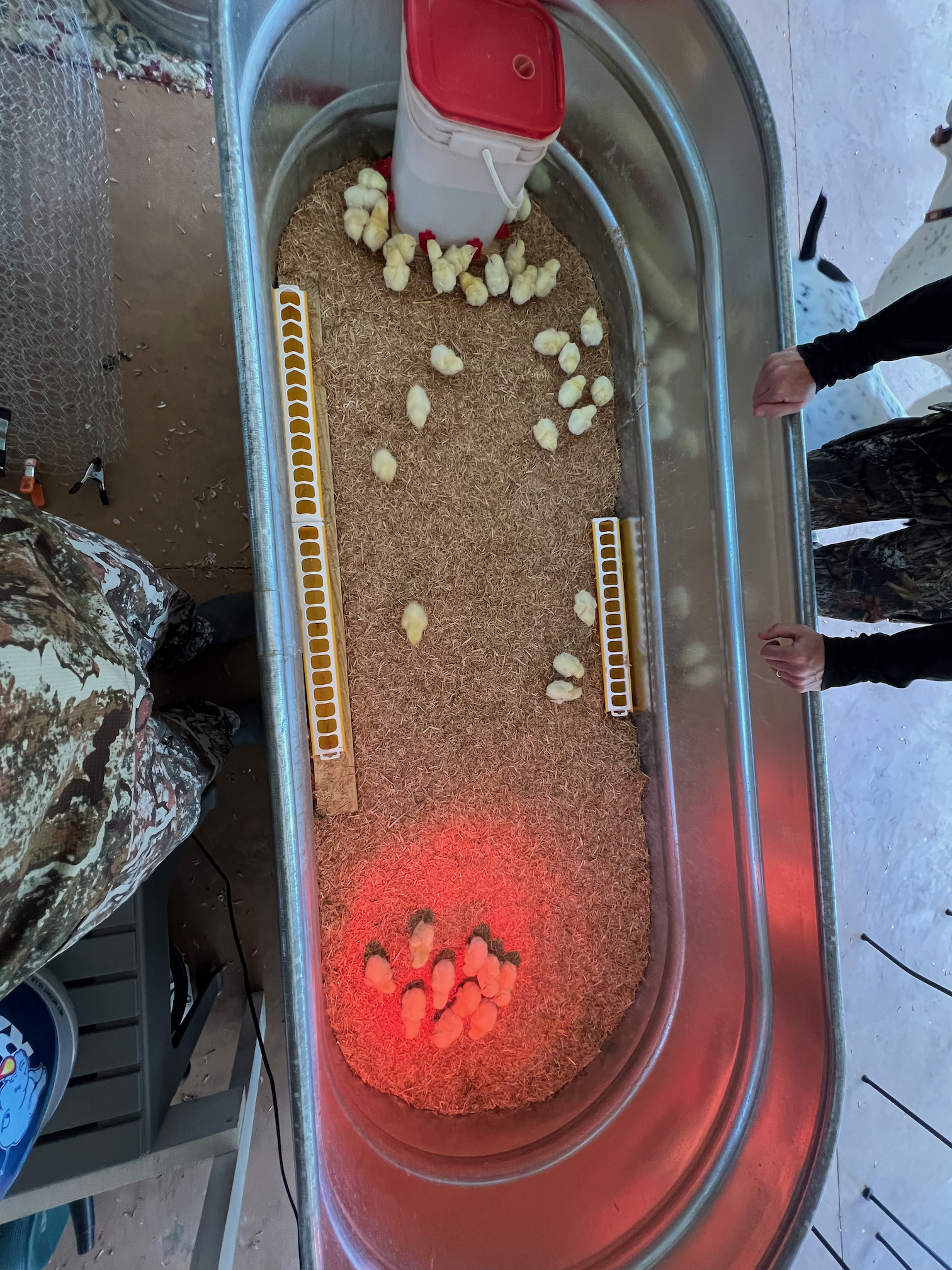 Chicks in brooder setup with heat lamp